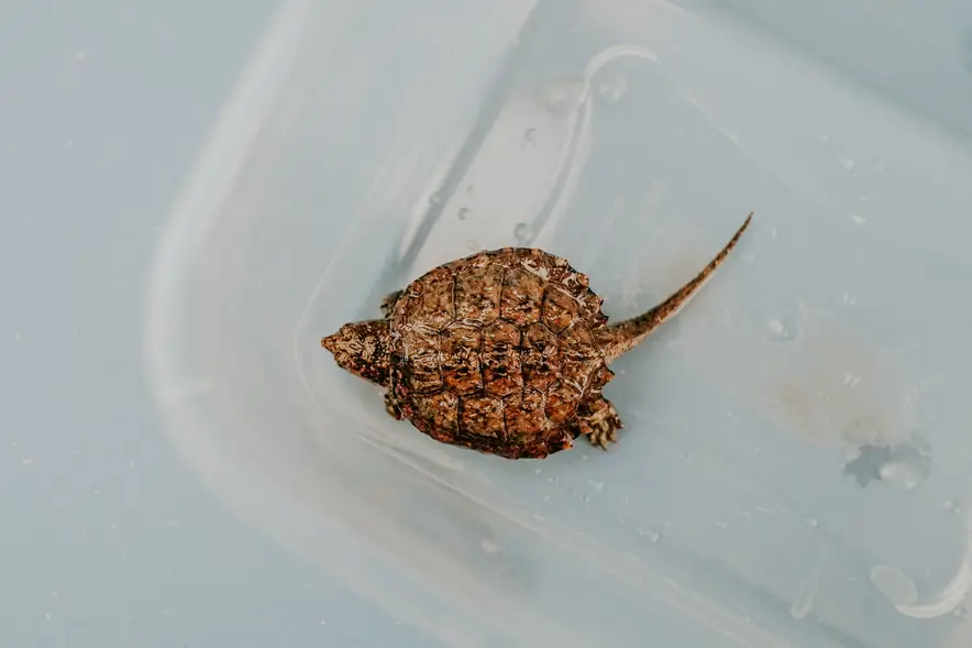 Watch Baby Turtles Return to the Wild — ABCA’s 11th Annual Hatchling Release is Free This September