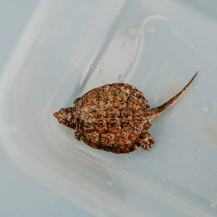 Watch Baby Turtles Return to the Wild — ABCA’s 11th Annual Hatchling Release is Free This September