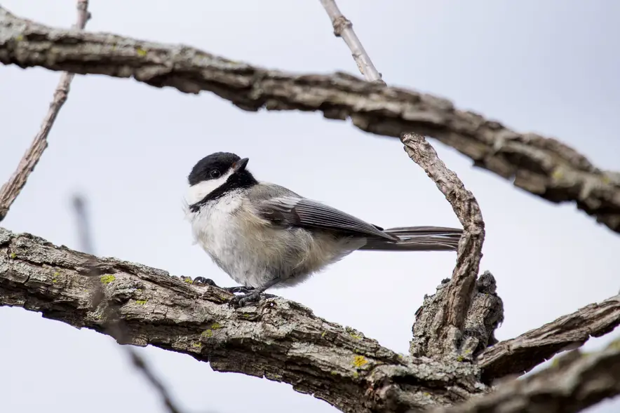 Woodstock’s Official City Bird Is the Black-Capped Chickadee, After Earning a Rare National Designation