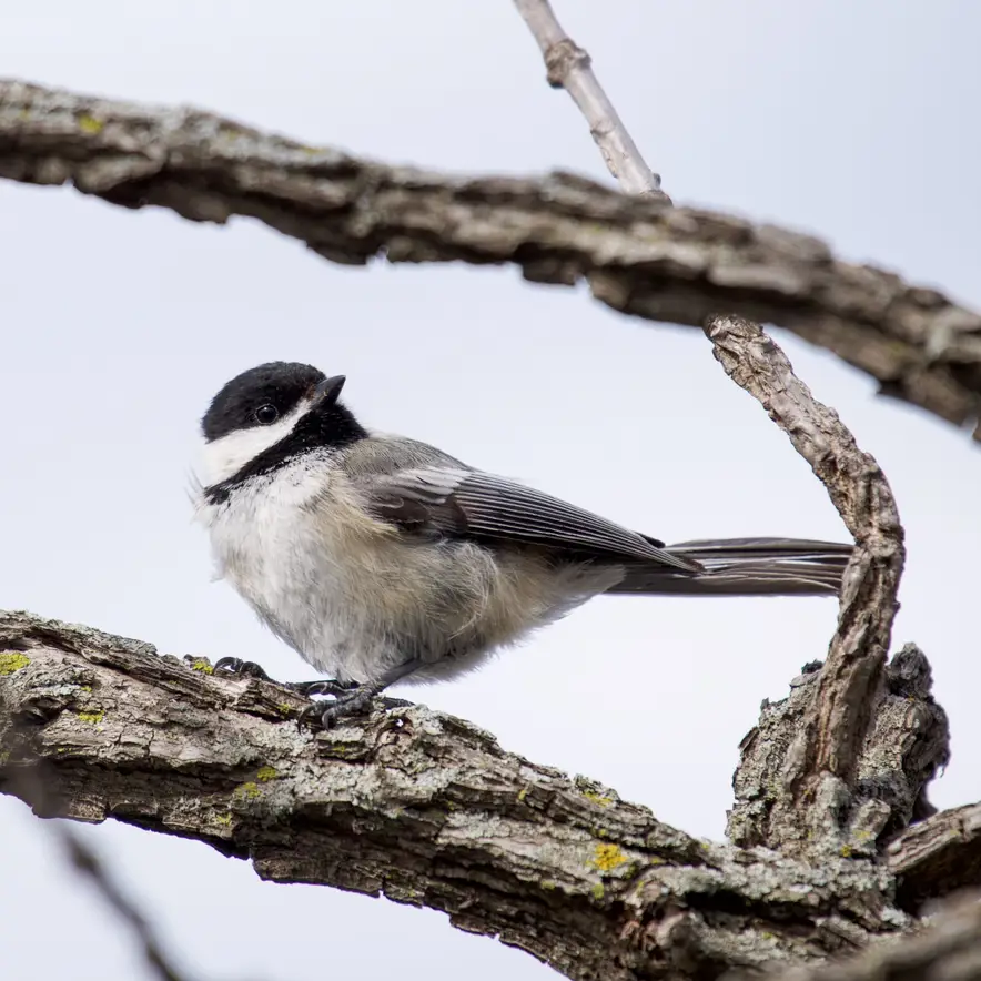 Woodstock’s Official City Bird Is the Black-Capped Chickadee, After Earning a Rare National Designation